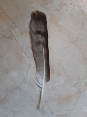 Hieraaetus pennatus