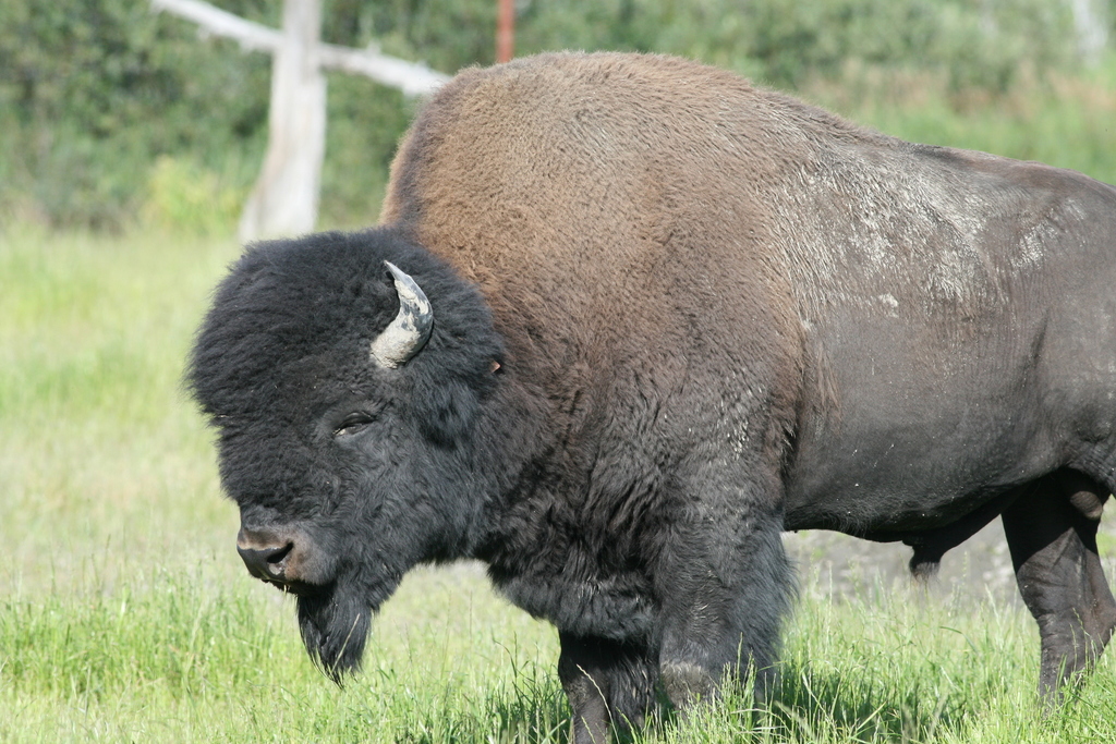 Secréte naturpark genstand Bos bison bison (Great Smoky Mountains National Park - Mammals) ·  iNaturalist