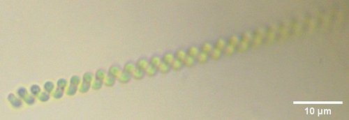 Spirulina major observed 2020-07-20