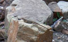 Sceloporus horridus