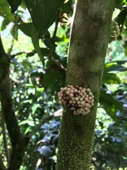 Eugenia haematocarpa