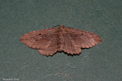 Austrocidaria