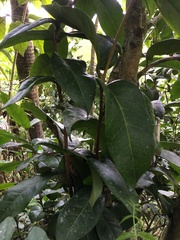 Eugenia haematocarpa