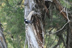 Periparus rufonuchalis