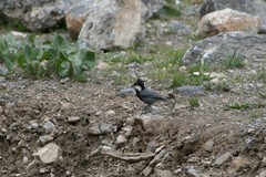 Periparus rufonuchalis