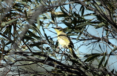 Ptilotula keartlandi