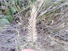 Agropyron