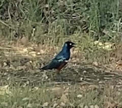 Lamprotornis superbus