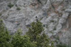 Mycerobas carnipes