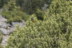 Mycerobas carnipes