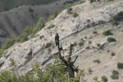 Mycerobas carnipes