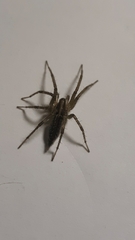 Agelenopsis