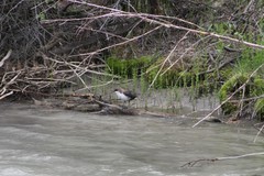 Cinclus cinclus leucogaster