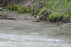 Cinclus cinclus leucogaster