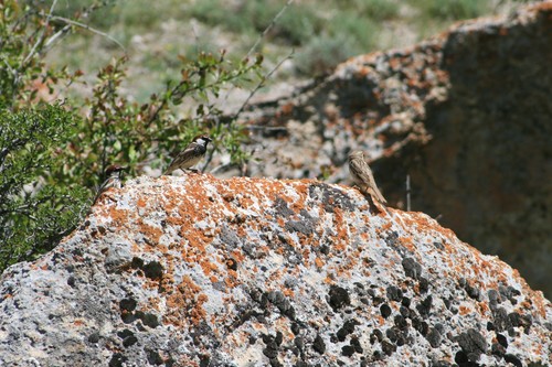 Spanish Sparrow (Passer hispaniolensis), photo 2