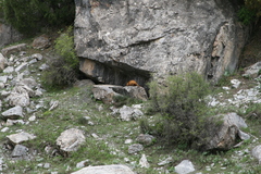 Marmota caudata