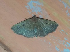 Cerynea punctilinealis