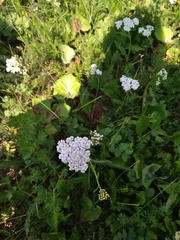 Achillea millefolium