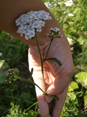 Achillea millefolium