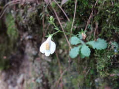 Mazus alpinus