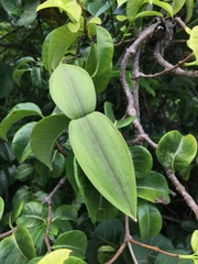 Cryptostegia madagascariensis