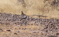 Coracina maxima