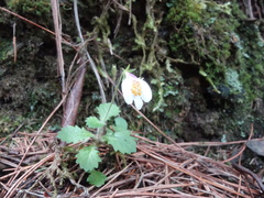 Mazus alpinus