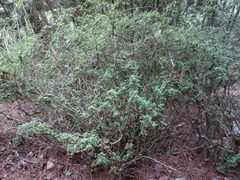 Rhododendron noriakianum