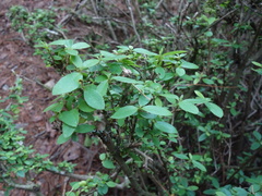 Rhododendron noriakianum