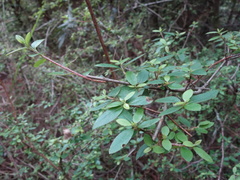 Rhododendron noriakianum