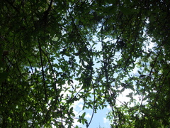 Rhododendron noriakianum