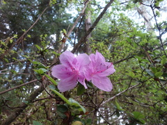 Rhododendron noriakianum