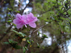 Rhododendron noriakianum