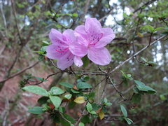 Rhododendron noriakianum