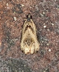 Olethreutes inornatana