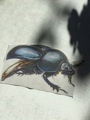 Trypocopris vernalis