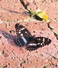 Limenitis helmanni
