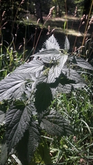 Urtica dioica
