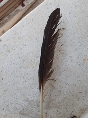 Ciconia ciconia