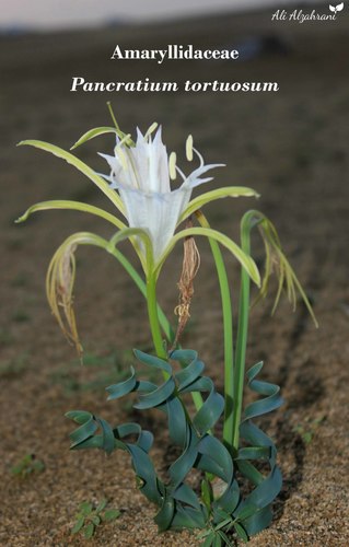 Pancratium tortuosum