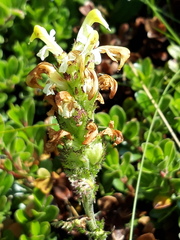 Pedicularis ascendens