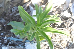 Myoporum bontioides