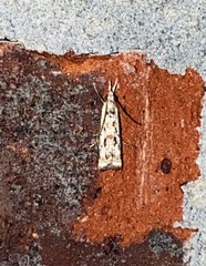 Microcrambus kimballi