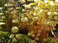 Splachnum luteum
