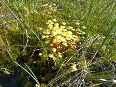 Splachnum luteum