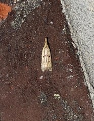 Dichomeris punctipennella