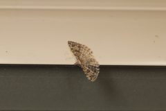 Alucita montana