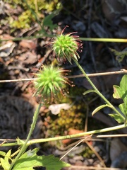 Geum urbanum