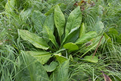 Lysichiton camtschatcensis