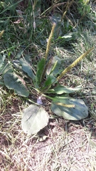 Plantago major